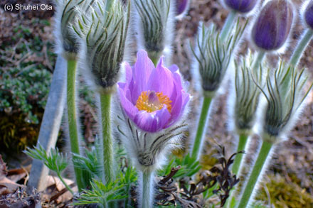 Pulsatilla halleri subsp. slavica